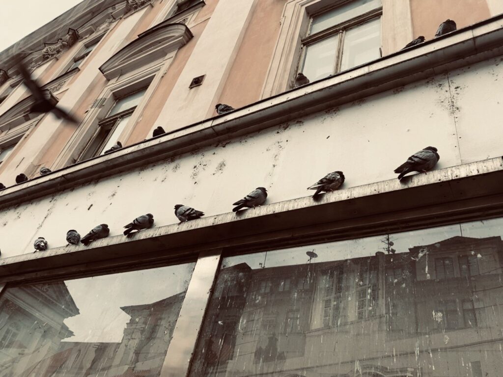 Nu aș face niciodată un asemenea film. Cronica documentarului „If pigeons turned to gold” (2026).