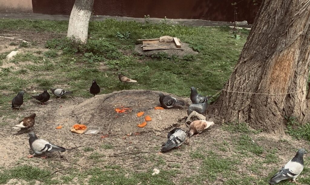 I Would Never Make Such a Film. A Review of the Documentary „If Pigeons Turned to Gold” (2026)